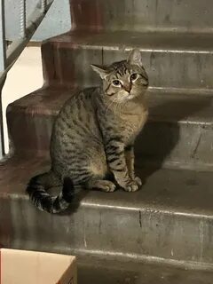 Кошка выходит