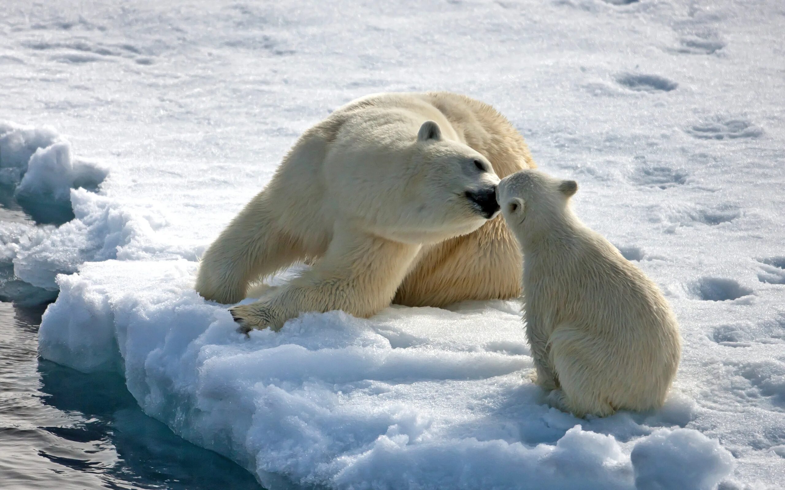 Ice animals. Полярные медведи Северный полюс. Северный Ледовитый океан белый медведь. Белый медведь Северный полюс. Северный полюс животные белые медведи.