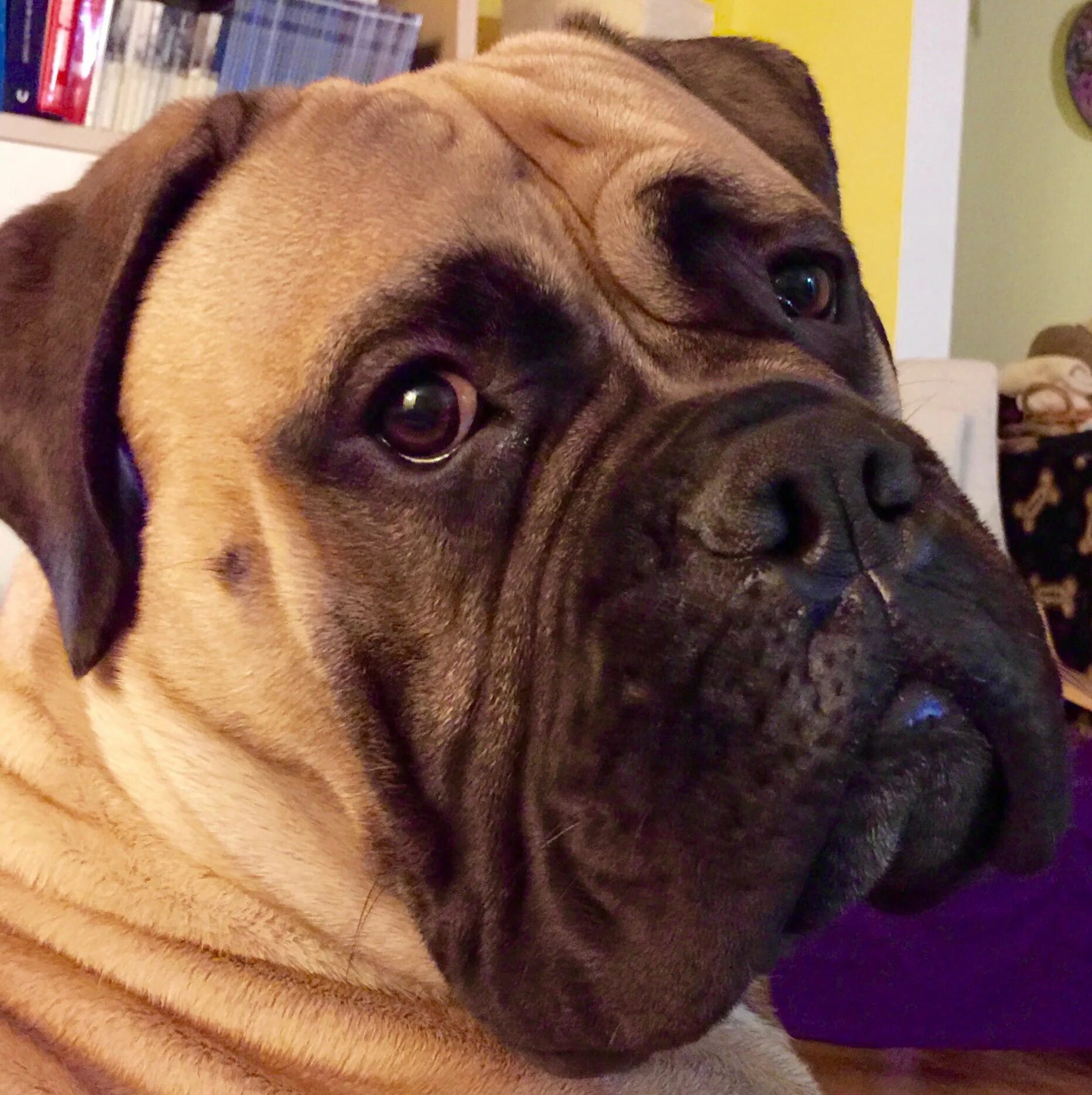 List of mastiff type breeds