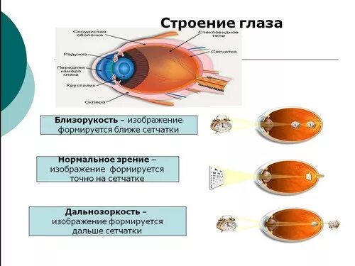 Органы чувств 8 класс биология презентация. Органы чувств анализаторы 8 класс. Презентация органы чувств анализаторы 8 класс биология. Анализаторы биология 8 класс. Биология 8 класс биология анализаторы.