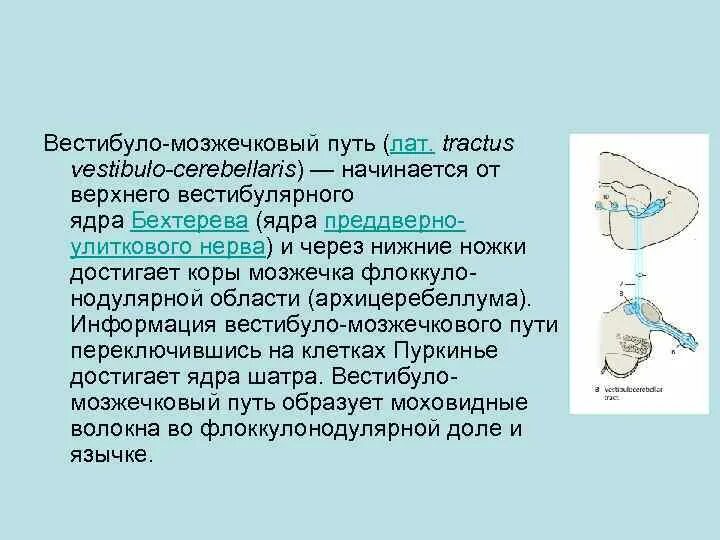 Проводящий путь вестибулярного анализатора схема. Структуры проводящего пути вестибулярного анализатора. Вестибуло мозжечковый тракт. Вестибулярные ядра мозжечка. Зубчатое ядро.