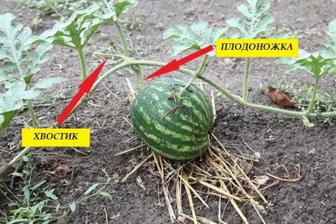 Как понять что арбуз поспел
