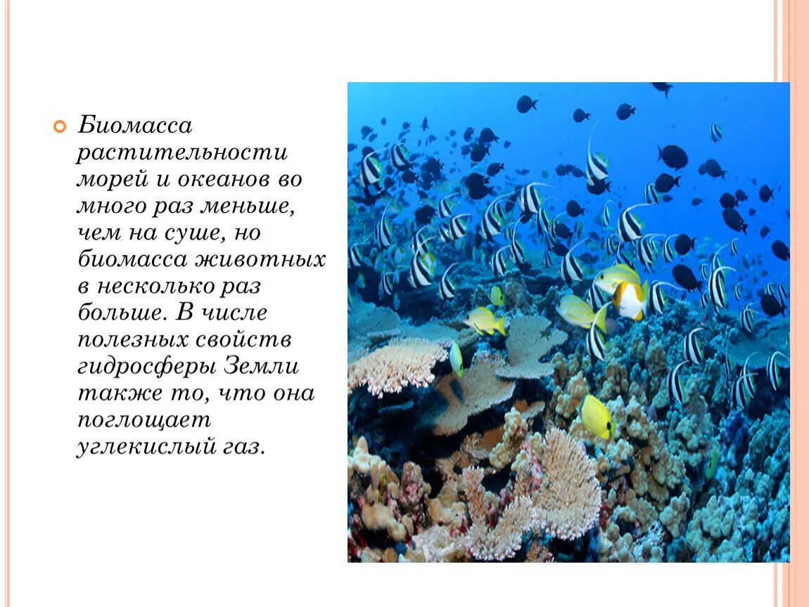 Подводный риф риф. Marine ecosystem. Экологическая пирамида биомассы. Морская биомасса. Бурые водоросли макроцистис.