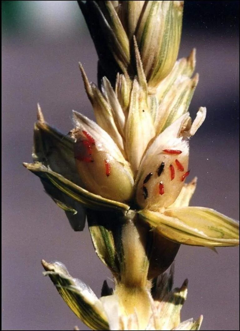 Пшеничный трипс. Haplothrips tritici - трипс пшеничный. Пшеничный трипс на озимой пшенице. Пшеничный трипс (haplothrips tritici Kurd.). Пшеничный трипс повреждение пшеницы.