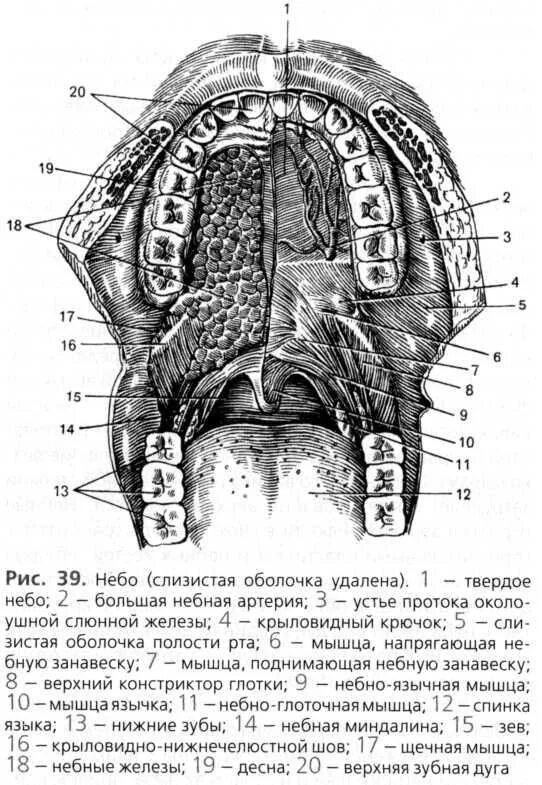 Твердое небо полости рта. Твердое небо анатомия вид снизу. Твердое небо топографическая анатомия. Анатомия твердого неба верхней челюсти. Небные железы (glandulae Palatinae).