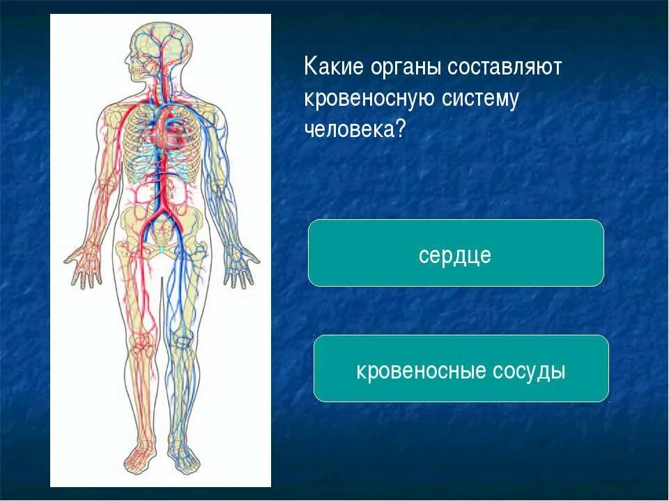 Кровеносная система человека схема 3 класс. Органы кровеносной системы 3 класс окружающий. Органы составляющие кровеносную систему. Кровеносная система организма 3 класс.