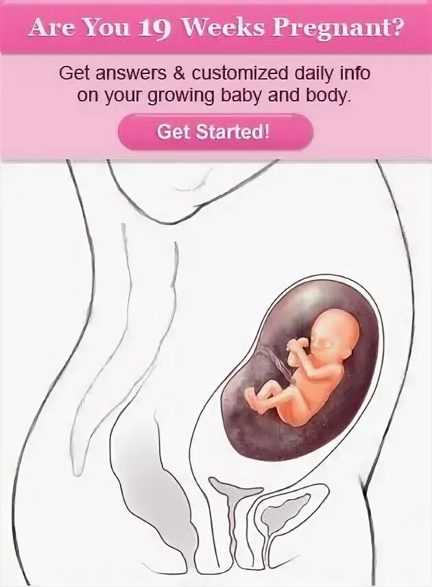 Ребенок в матке 19 недель. Расположение ребенка на 19 неделе беременности. 19 недель 2 дня