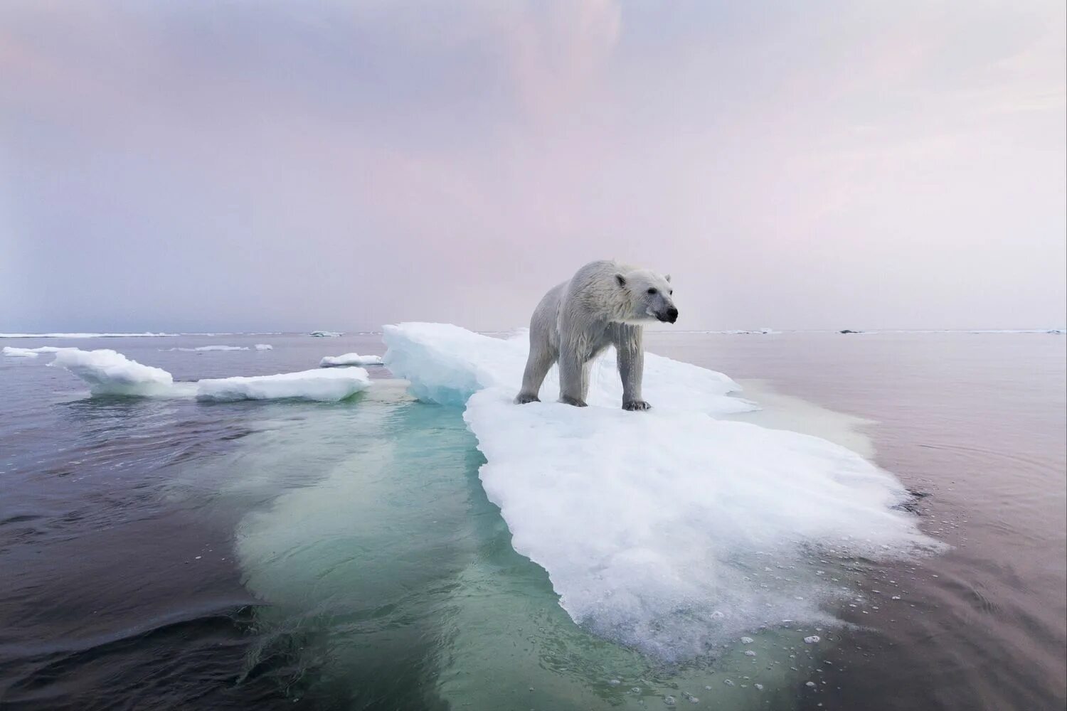 The great warming. Северный Ледовитый океан белый медведь. Северный Ледовитый океан Аляска. Северный Ледовитый океан и Антарктида. Белые медведи в Арктике.