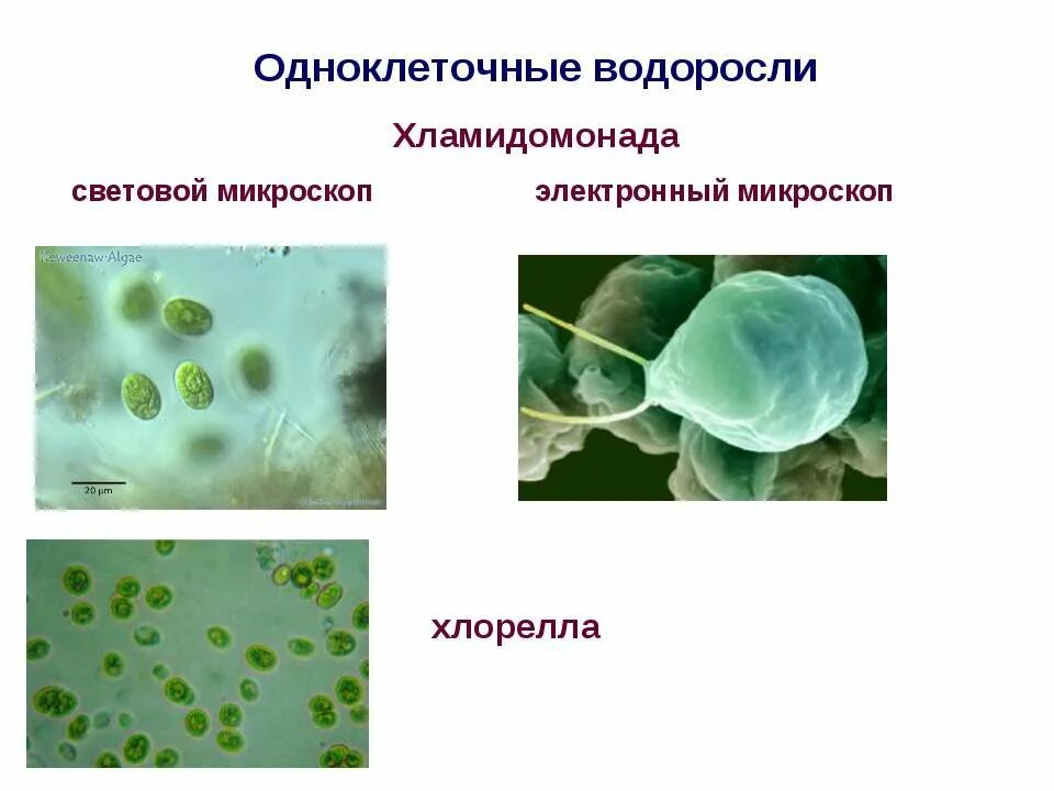 Грибы бывают одноклеточными и многоклеточными эти организмы