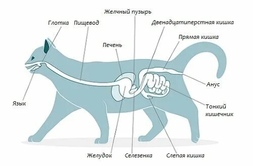 Строение пищеварительной системы кота. Строение пищеварительной системы кошки схема. Пищеварительная система кошки анатомия. Пищеварительная система кошки схема анатомия.
