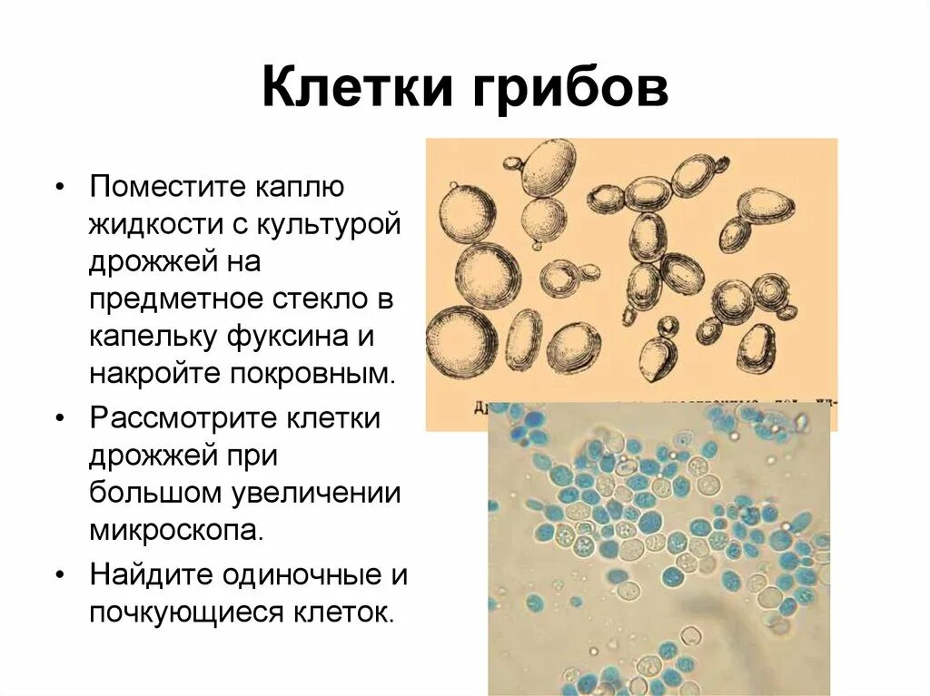 Оборудование для изучения клеток дрожжевых грибов. Клетки дрожжевого гриба почкующиеся. Почкующаяся клетка дрожжевых грибов. Почкование дрожжевых грибов. Одиночные и почкующиеся клетки дрожжей.