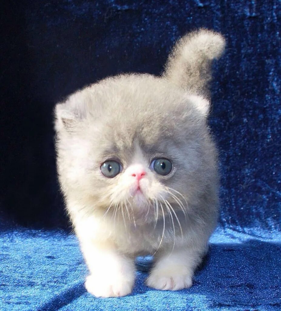Где продаются коты 56 фото - ZooClever.ru