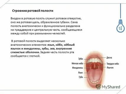 Строение и функции ротовой полости