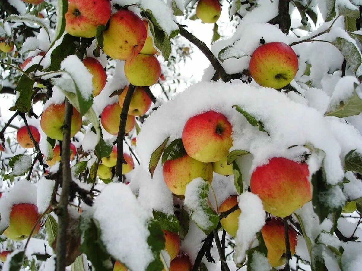 Зимняя яблоня какая. Яблоня Уралочка. Яблоня в снегу. Яблоки под снегом. Яблоки на снегу.