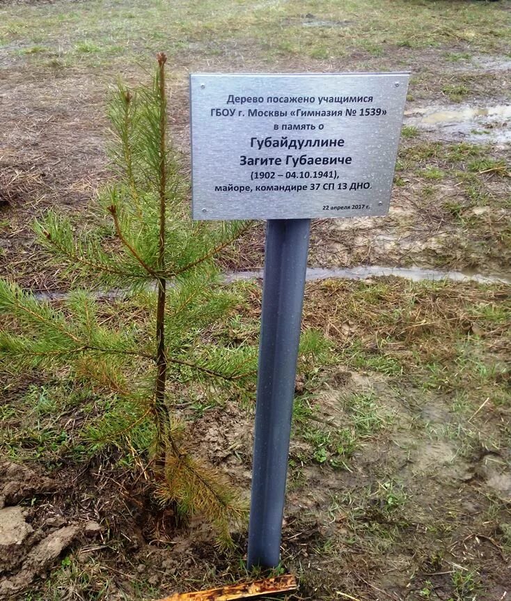 Дерево посажено в честь. Табличка дерево. Именные деревья таблички. Табличка для посадки дерева. Памятная табличка для дерева.