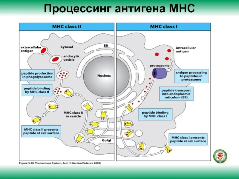 Экзогенные антигены. Процессинг антигена иммунология. Процессинг MHC 1. MHC 1 иммунология. Процессинг эндогенных антигенов.