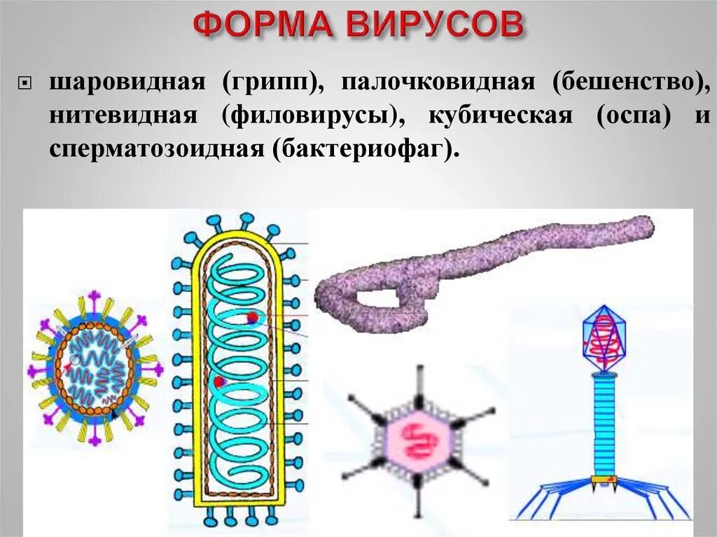 5 форм вирусов