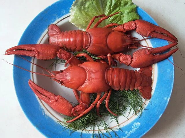 Красный флоридский краб. Рак и его фото. Ракообразные кубы. Рачок речной горный. Рак и его фото.