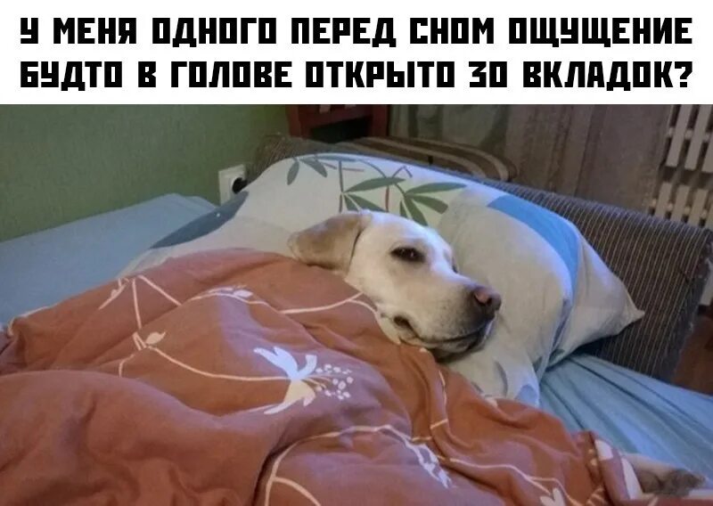 Собака в одеяле. Кровать для собаки. Сонный пес.