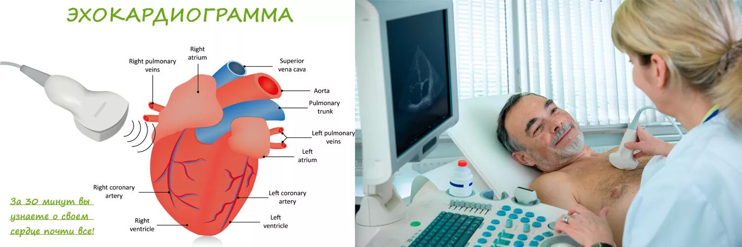 Эхокардиография сердца. УЗИ ЭХОКГ. Эхокардиография сердца (ЭХОКГ). УЗИ сердца картинки. Эхо кс цена