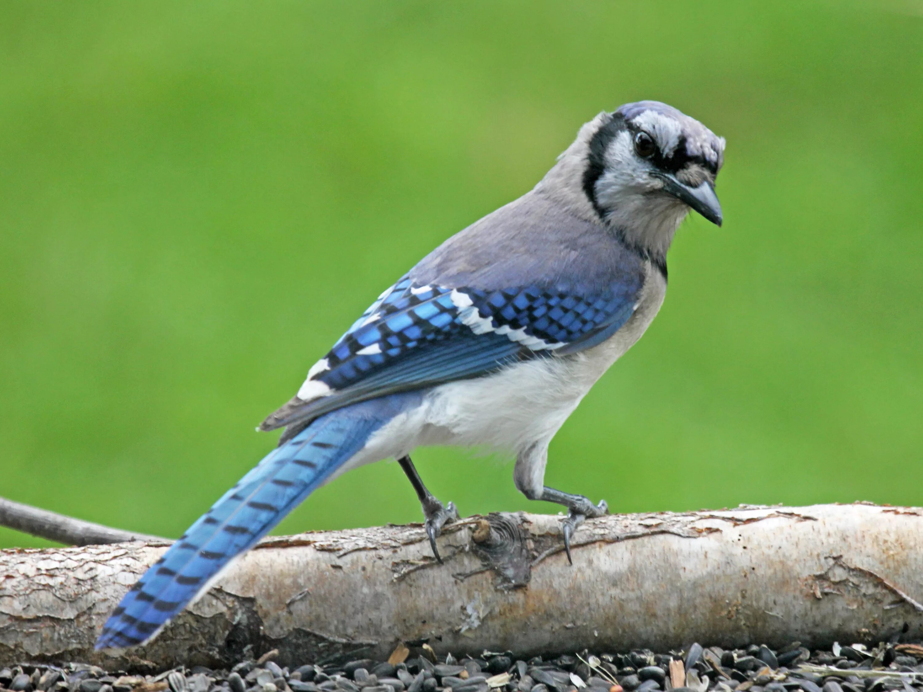 Сойка голубая ареал. Серая Сойка птица. Cyanocitta cristata. Голубая Сойка ареал обитания.