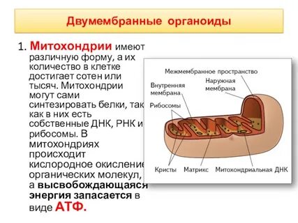 Органоид образующий атф