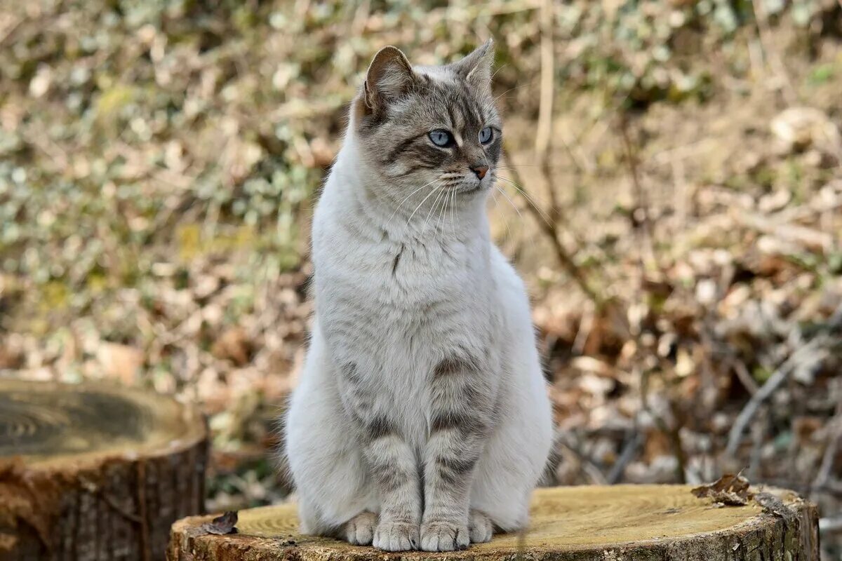 Кот сидит смотрит. Кошка сидит. сидячая кошка. когк асидит. сидячий кот.