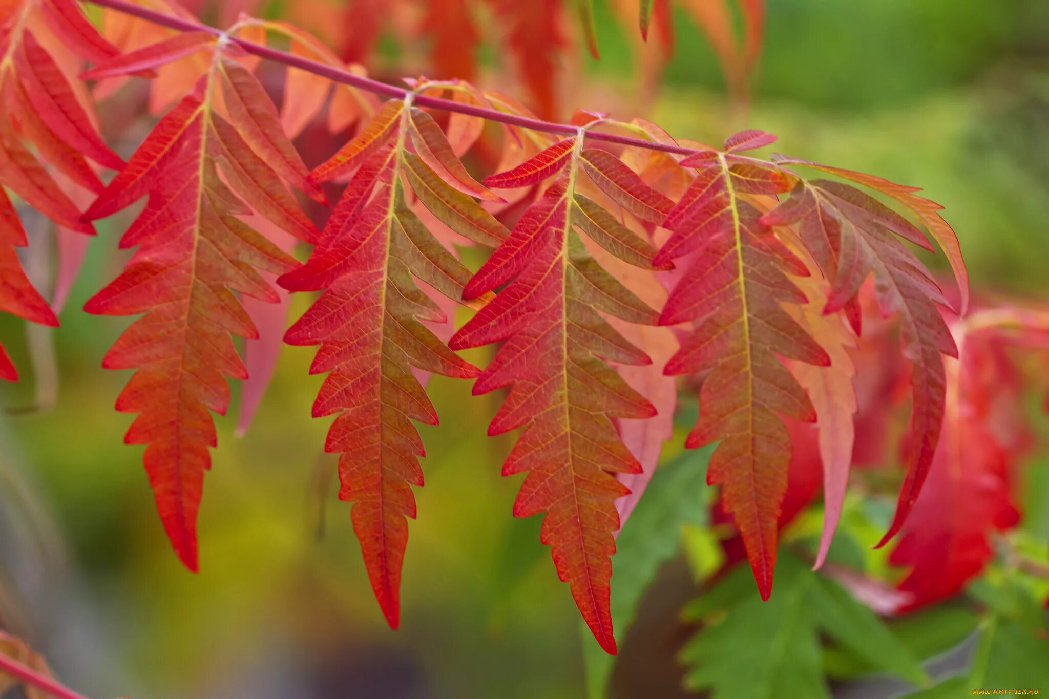 Лист осени фото. Рябина обыкновенная 'Aspleniifolia'. Красивые листья. Осенние листья. Красивые осенние листья.