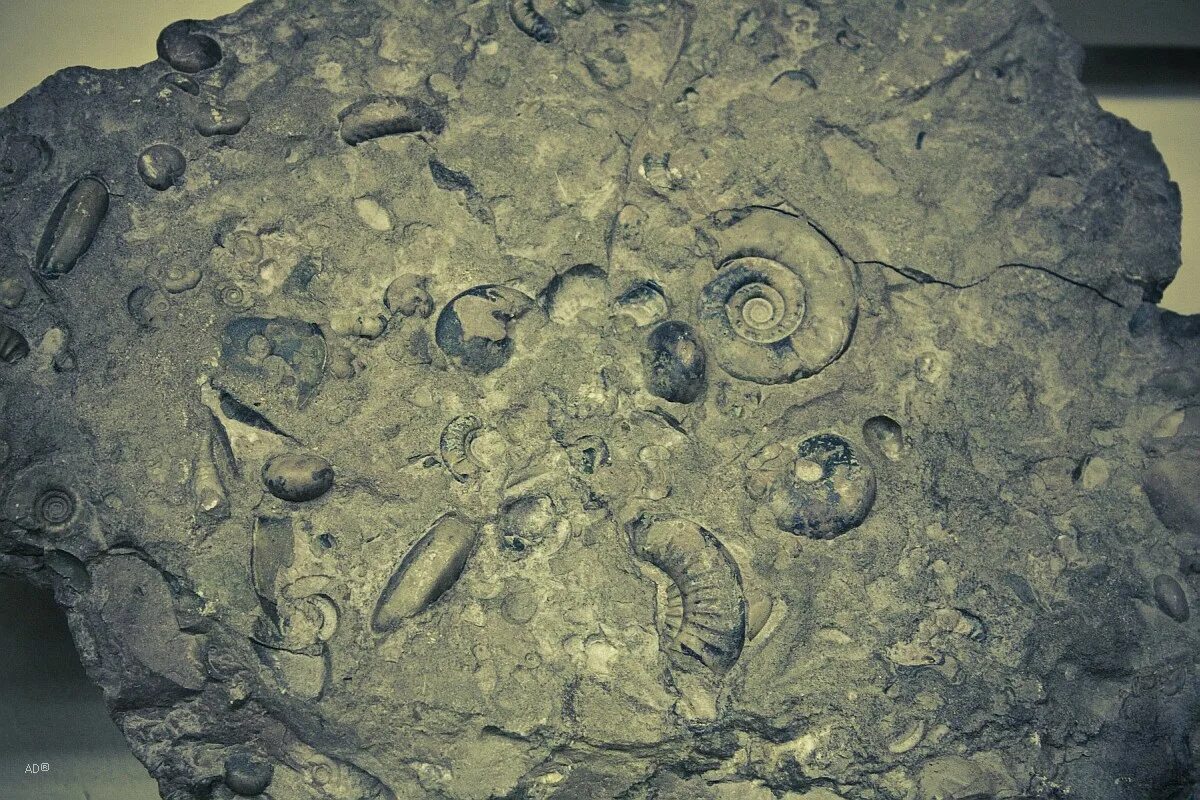 Палеофорум. Останки динозавров. Палеонтология для детей. Палеофорум. Палеофорум.