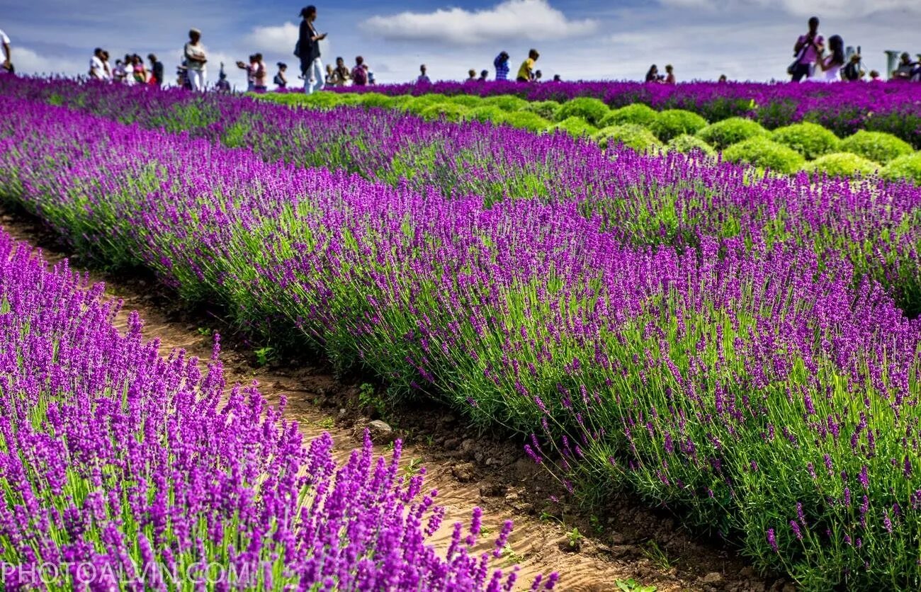 Лаванда. Лаванда узколистная цветение. Цветы "лаванда горная". Цветение лаванды. Цветение лаванды.