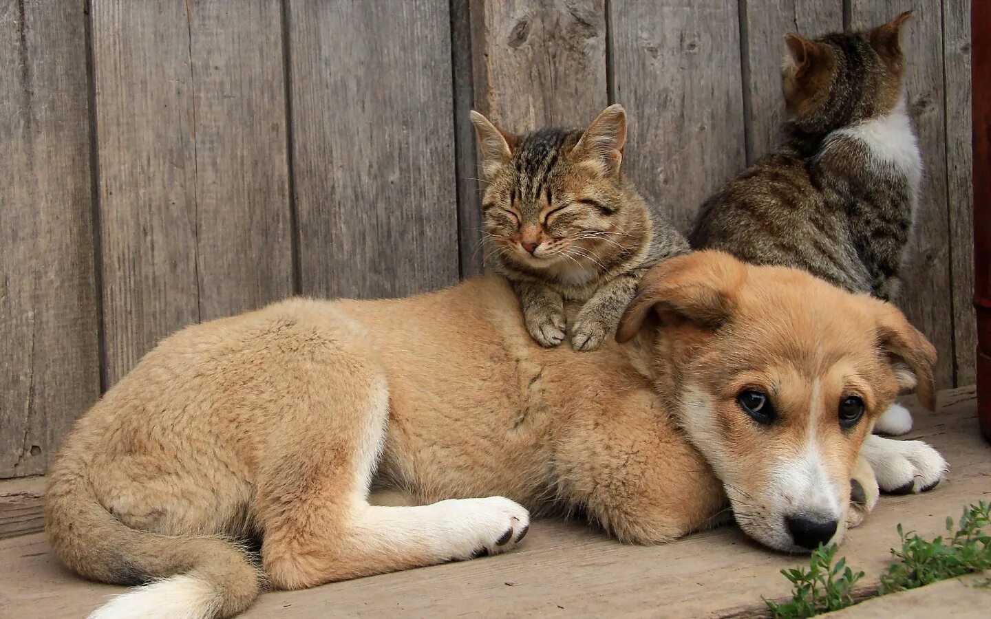 Кошки и собаки. Бездомные животные. Трогательные животные. День домашних животных.
