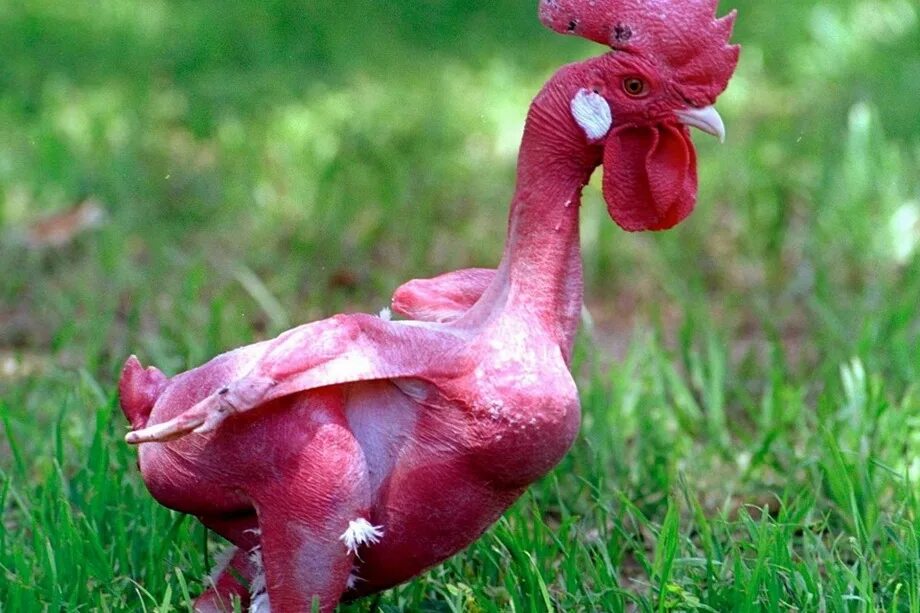 Розовая порода кур. Общипанный петух. Общипанная курица. Розовая курица. Розовый петух.