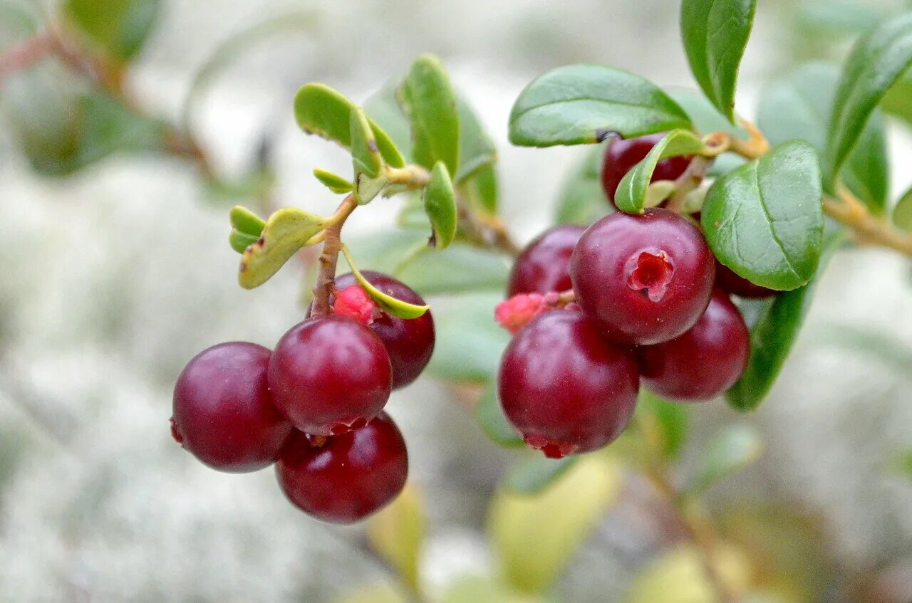 Брусника обыкновенная (Vaccinium Vitis-idaea). Морошка брусника клюква. Клюква голубика Морошка. Клюква, Морошка, брусника, голубика.