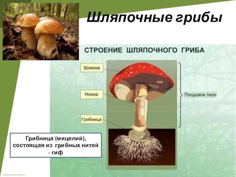 К какому царству относятся грибы 5 класс. Шляпочные грибы биология 5. Проект про грибы 5 класс биология. Строение шляпочного гриба. Тема грибы 5 класс биология.
