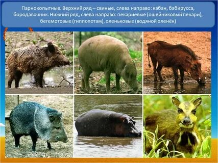 Объединены в подотряды нежвачные и жвачные