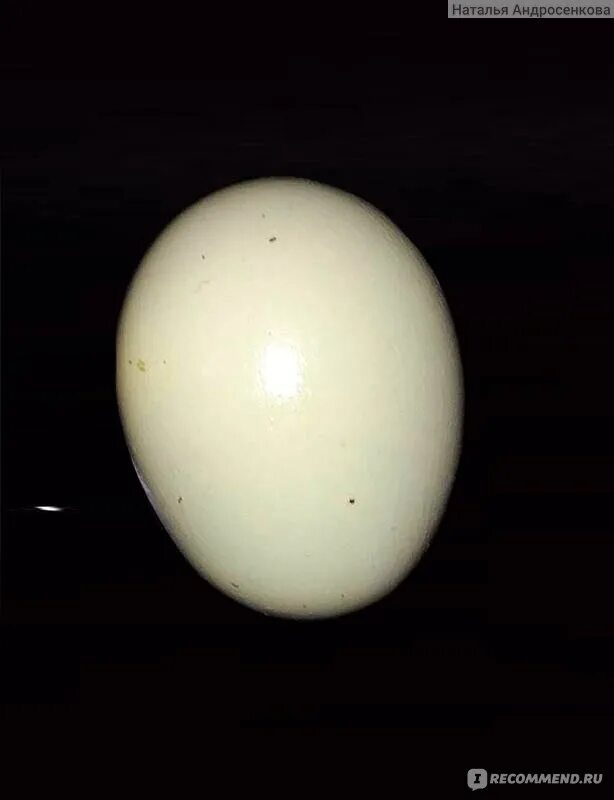 Яйцо доминанты купить. Доминант с зеленым яйцом 902. Гс459 яйцо. Яйцо Доминанта. Доминант зеленое яйцо яйцо.