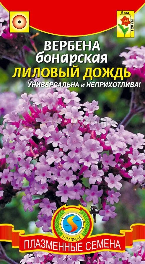 Вербена бонарская семена. Вербена бонарская лиловый дождь. Вербена бонарская Метеор. Вербена бонарская цветок.