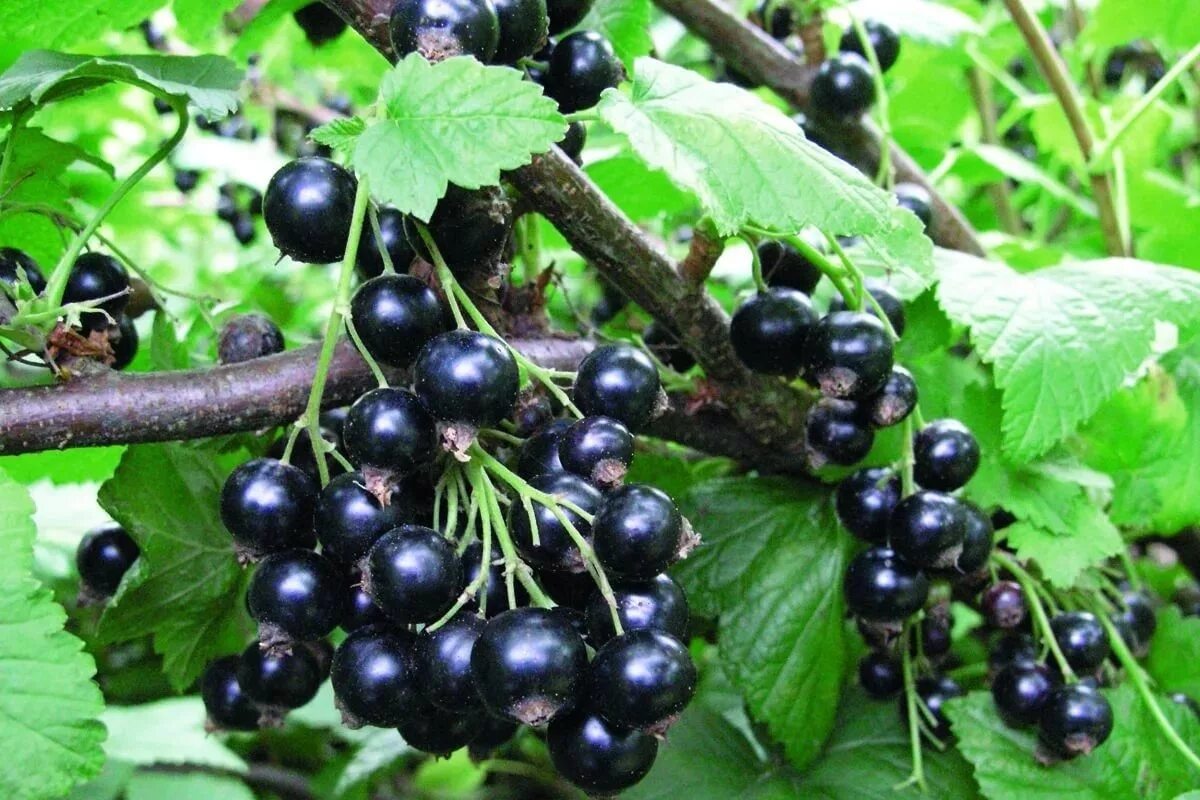 Смородина черная селеченская 2. Смородина сорта форум. Смородина черная ribes nigrum нара. Черная смородина сорт черная жемчужина. Сорт смородины селеченская.