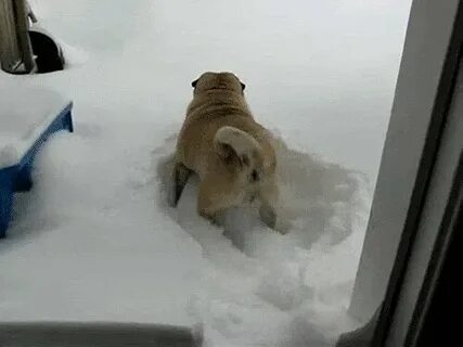 Приколы видео снег