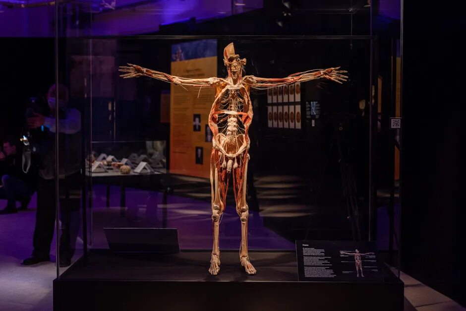 Выставочная часть. Гюнтер Хагенс анатомия.