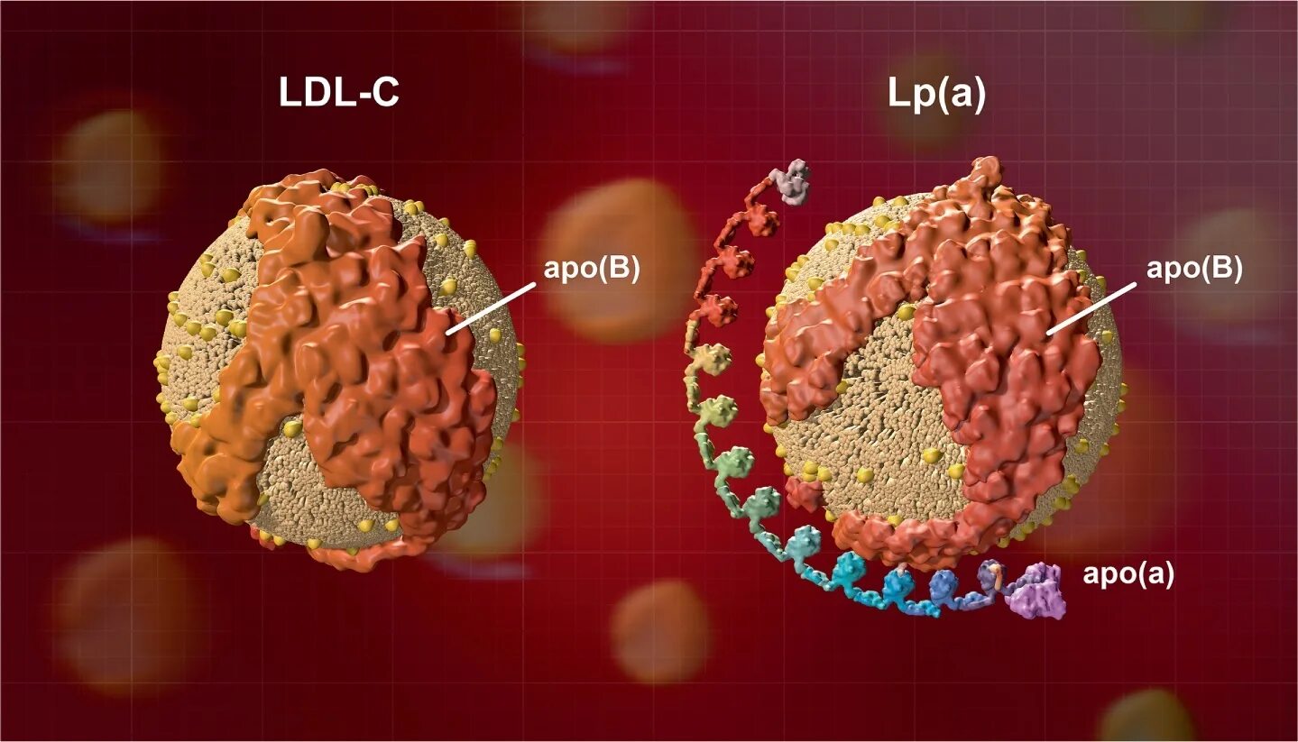 LDL холестерин что это. Липопротеин. Липопротеиды это. Low density lipoprotein.