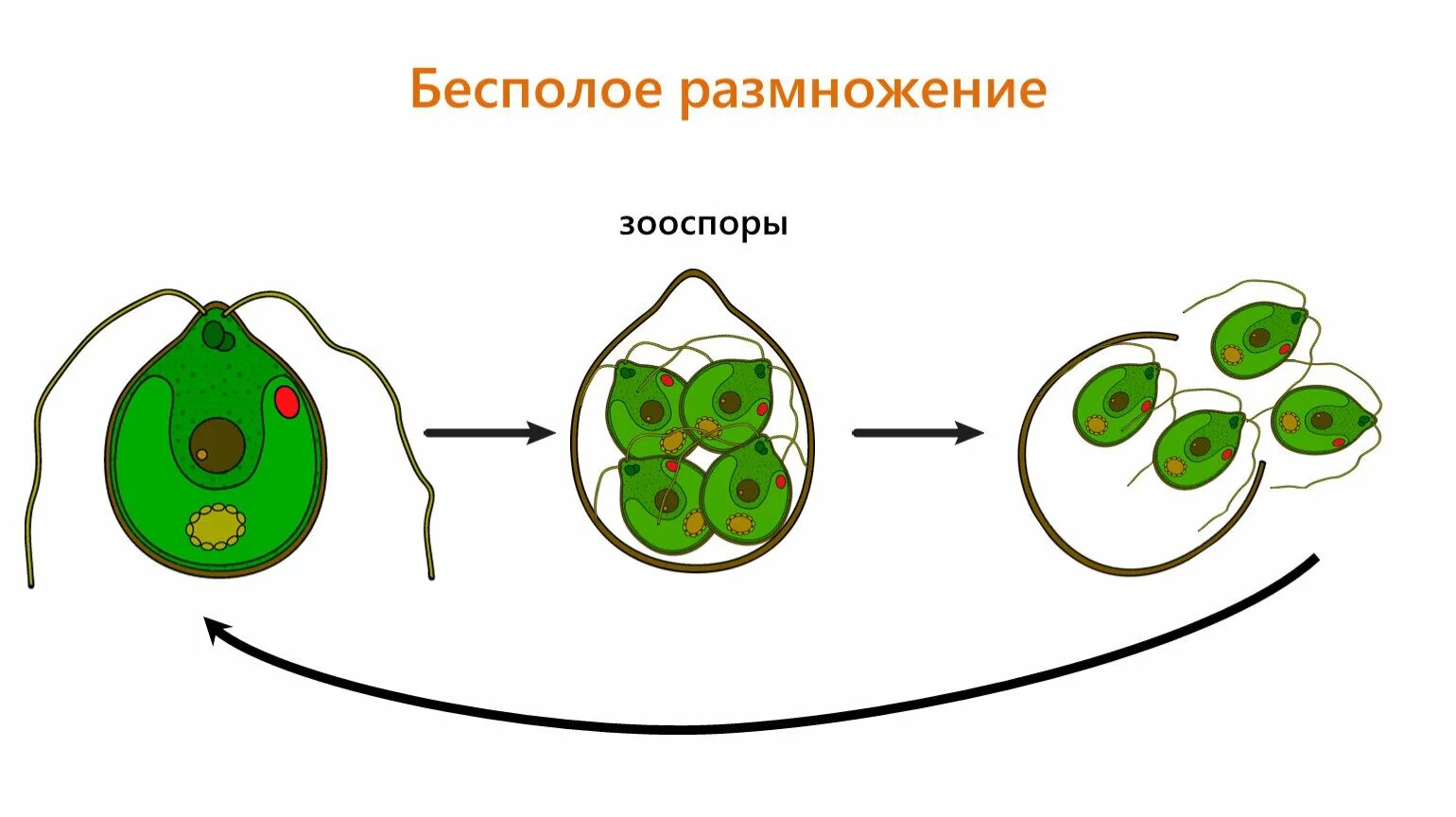 Размножение водорослей 6. Бесполое размножение водорослей схема. Бесполое размножение хламидомонады схема. Размножение водорослей 7 класс. Водоросли размножение половое зооспоры.