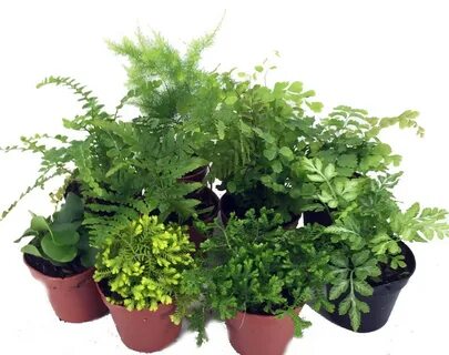 Mixed plants
