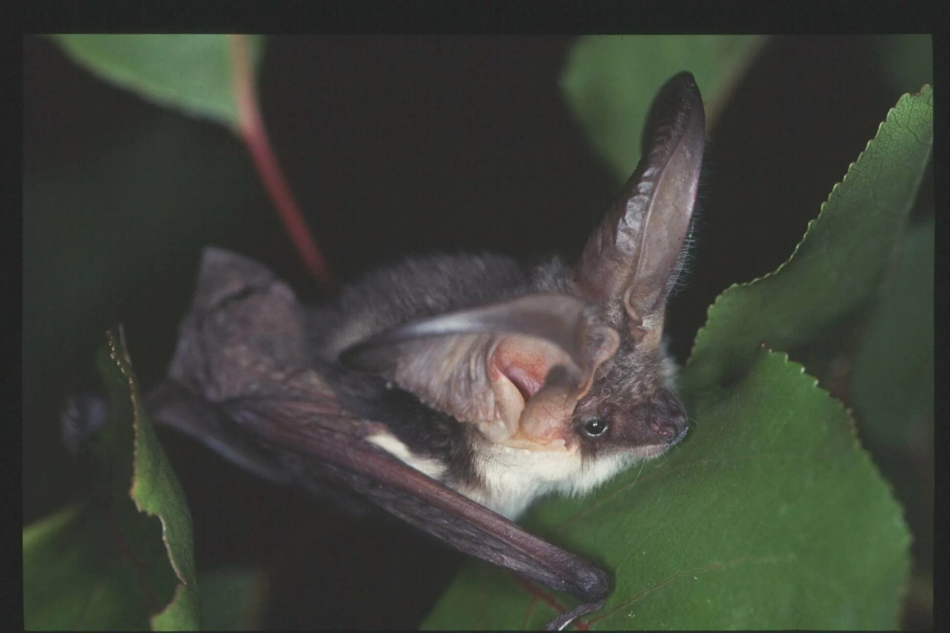 Bat examples