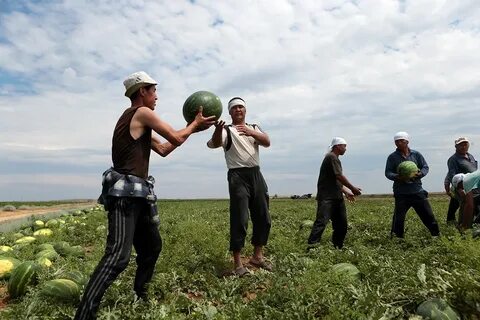 Арбуз новости астрахань