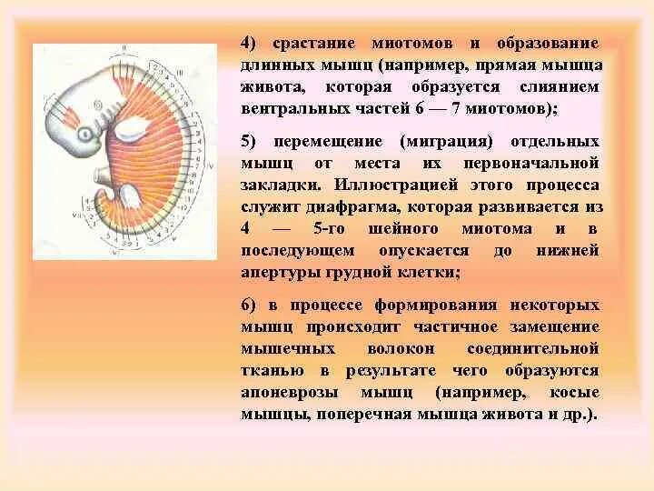 Дерматом миотом. Миотомов. источники развития мышц живота. источники развития мышц брюшного пресса миотомы. головные миотомы.