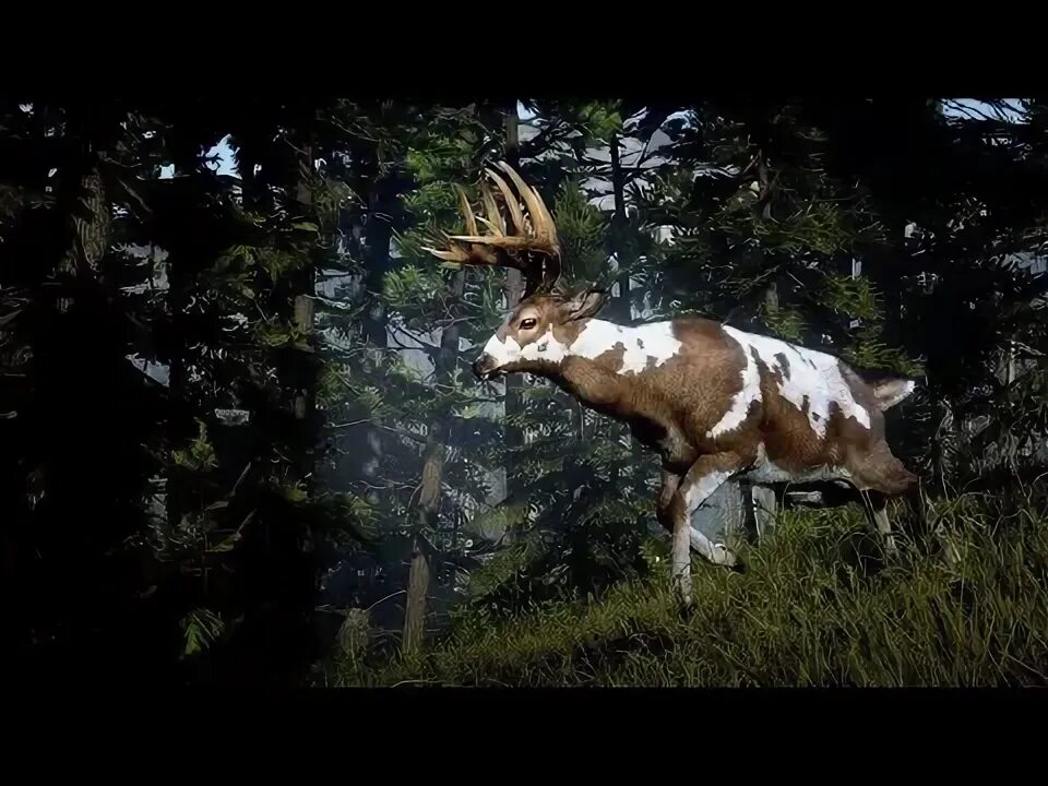 Red Dead Redemption 2 легендарный олень. Buck rdr 2. Legendary Buck rdr2. Белохвостый олень РДР.