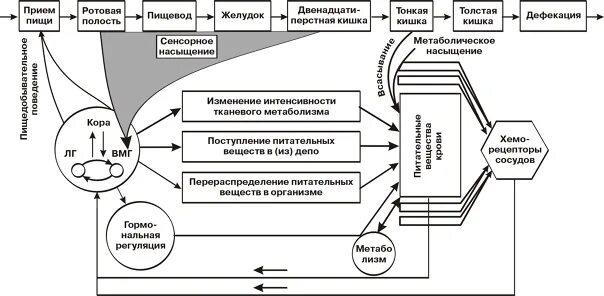 Функциональная система поддержания уровня питательных веществ. Схема функциональной системы голода и насыщения. Фус питательных веществ в крови. Пищевая мотивация, физиологические механизмы голода и насыщения..