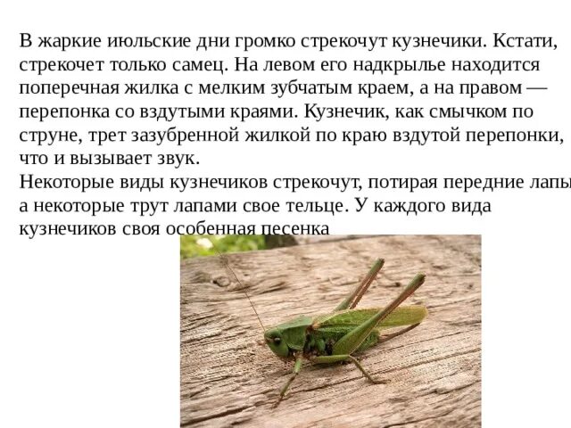 Зачем кузнечики стрекочут. Чем стрекочет кузнечик. Зачем кузнечики стрекочут. Жизненный цикл зеленого кузнечика. Как стрекочет кузнечик.