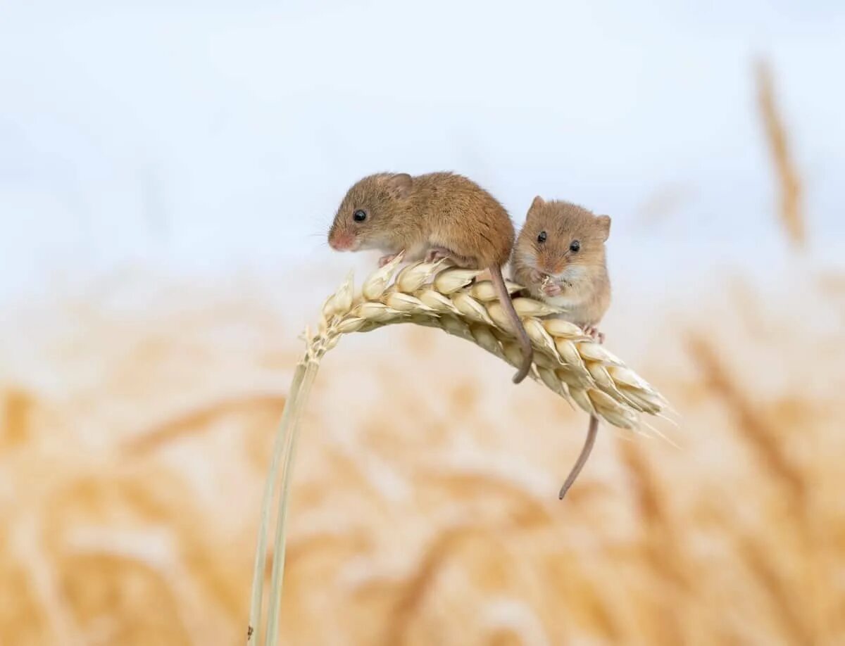 Скорость мыши полевой. Мышь Малютка полевка. Гнездо мыши малютки.